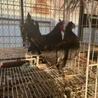 دجاج حباحب