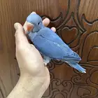 فرخ دره ( فايلوت )تم البيع