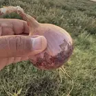 بصل احمر جاهز للبيع من المزرعه ممتاز