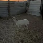 رفيدية حايل