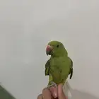 ببغاء الدره