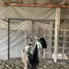 تيس فحل عارضي
