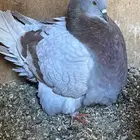 حمام فرش