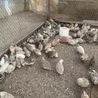 سمان بياض