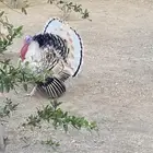 دجاج رومي   فراشه