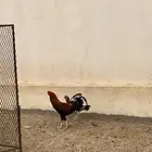 ديك بلدي