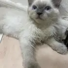مكه