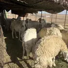 غنم