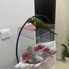 لوري   كوكتيل