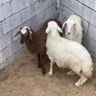 رخال طيبه مقنى ولا ذبح