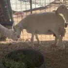 البيع غنام حريتا