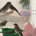 كمية جديدة من الحسون ( الياسمين ) الطائفي