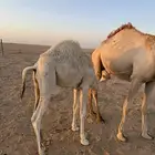 للبيع حاشي لباني