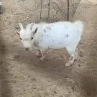 تيس مكس