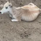 بقره للبيع تحتها أنثى