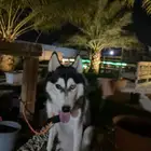 هاسكي انثى للبيع عمر8شهور