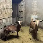 معزا حص دفع كفووو للبيع