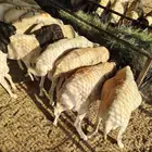 ذبايح بربري للبيع جمله 500 ريال