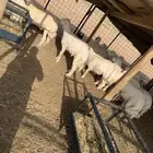 ذبايح هرفى حري للبيع العمر من 4 شهور إلى 6