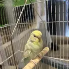 أنثى طير بادجي