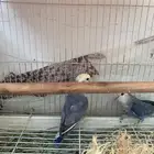 جوز روز للبييع