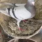 حمام زاجل سباق