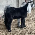 2 تيوس