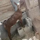 جفره عماني
