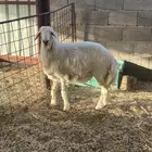 خروف حري