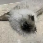 قطة أنثى همالايا للتبني