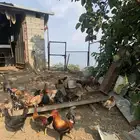 دجاج بلدي
