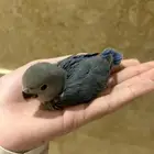 فرخ روز للبيع