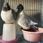 جوز حمام ( سترايزر )   انتاجهم عدد 1