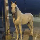 حصان للبيع