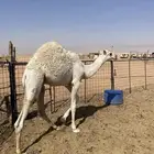 حاشي لباني وبكره طيبات و بريات تم البيع الله يبارك للجميع