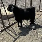 تيس فحل عارضي مضمون عند راعيه يتاوم. وعمره سديس