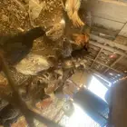 فراريج وديكه