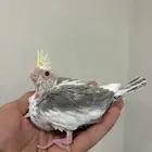 فروخ كروان ( تصانيف عالية ) نوادر