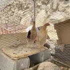 ديك   ودجاجتين كفو شرط.