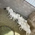 رفيد رخال طيبه وسمان وصحتها شرط ومحصنه