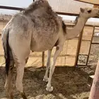 بكرة شقحى للبيع