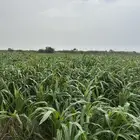 قصب اخضر حزم ممتاز