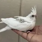 فروخ كروان هاف بايد