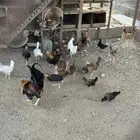 دجاج عربي