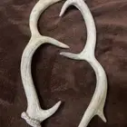 قرن غزال الايل
