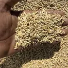 شعير رقم واحد