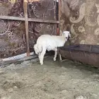 طلي عمر ثلاث اشهر