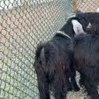 ذبائح ثلاجه تيوس عوارض بريه