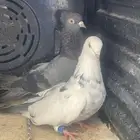 حمام زوج قطيفي