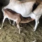 ماشاء الله بقره تحتها حسيلة هداوة
